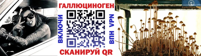 где найти   Дмитровск  Галлюциногенные грибы Psilocybe 